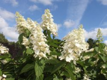 Rispenhortensie 'Kyushu', Hydrangea paniculata 'Kyushu', Topfware von Hydrangea paniculata 'Kyushu'