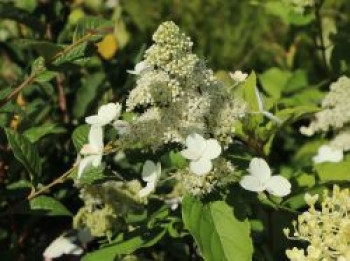 Rispenhortensie 'Levana', 40-60 cm, Hydrangea paniculata 'Levana', Containerware von Hydrangea paniculata 'Levana'