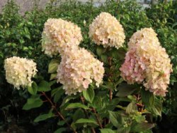 Rispenhortensie 'Lime Light Prime' ®, 40-60 cm, Hydrangea paniculata 'Lime Light Prime' ®, Containerware von Hydrangea paniculata 'Lime Light Prime' ®