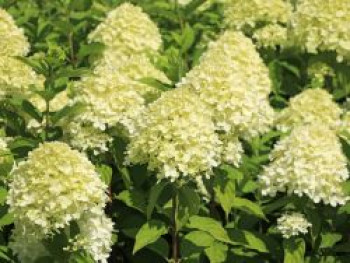 Rispenhortensie 'Limelight', 30-40 cm, Hydrangea paniculata 'Limelight', Containerware Rispenhortensie 'Limelight', 30-40 cm, Hydrangea paniculata 'Limelight', Containerware von Hydrangea paniculata 'Limelight'