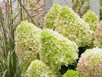 Zwerg-Rispenhortensie 'Little Fraise', 15-30 cm, Hydrangea paniculata 'Little Fraise', Containerware von Hydrangea paniculata 'Little Fraise'