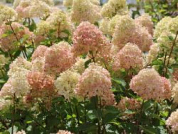 Zwerg-Rispenhortensie 'Little Lime', 30-40 cm, Hydrangea paniculata 'Little Lime', Containerware von Hydrangea paniculata 'Little Lime'
