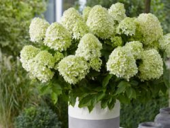Zwerg-Rispenhortensie 'Little Spooky', 30-40 cm, Hydrangea paniculata 'Little Spooky', Containerware von Hydrangea paniculata 'Little Spooky'