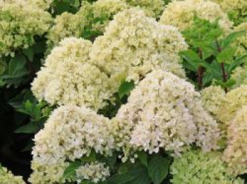 Rispenhortensie 'Living LITTLE PASSION' ®, 80-100 cm, Hydrangea paniculata 'Living LITTLE PASSION' ®, Containerware von Hydrangea paniculata 'Living LITTLE PASSION' ®