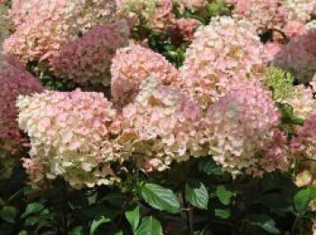 Rispenhortensie 'Living Little Blossom', Hydrangea paniculata 'Living Little Blossom', Containerware von Hydrangea paniculata 'Living Little Blossom'