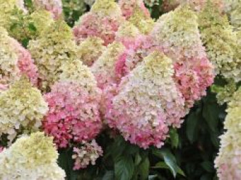 Rispenhortensie 'Living Pinky Promise' ®, Hydrangea paniculata 'Living Pinky Promise' ®, Containerware von Hydrangea paniculata 'Living Pinky Promise' ®