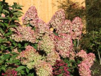 Rispenhortensie 'Magical Candle' ®, 20-30 cm, Hydrangea paniculata 'Magical Candle' ®, Containerware von Hydrangea paniculata 'Magical Candle' ®