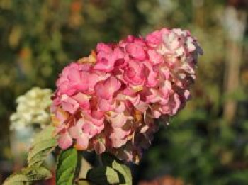 Rispenhortensie 'Magical Fire', 30-40 cm, Hydrangea paniculata 'Magical Fire', Containerware Rispenhortensie 'Magical Fire', 30-40 cm, Hydrangea paniculata 'Magical Fire', Containerware von Hydrangea paniculata 'Magical Fire'