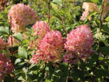 Rispenhortensie 'Magical Flame' ®, Hydrangea paniculata 'Magical Flame' ®, Containerware von Hydrangea paniculata 'Magical Flame' ®