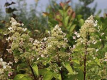 Rispenhortensie 'Magical Himalaya', Hydrangea paniculata 'Magical Himalaya', Topfware Rispenhortensie 'Magical Himalaya', Hydrangea paniculata 'Magical Himalaya', Topfware von Hydrangea paniculata 'Magical Himalaya'