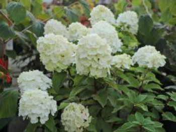 Rispenhortensie 'Magical Mont Blanc' ®, Hydrangea paniculata 'Magical Mont Blanc' ®, Topfware von Hydrangea paniculata 'Magical Mont Blanc' ®