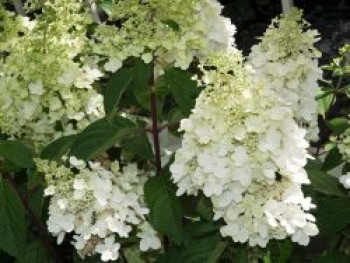 Rispenhortensie 'Magical Moonlight', Hydrangea paniculata 'Magical Moonlight', Topfware von Hydrangea paniculata 'Magical Moonlight'