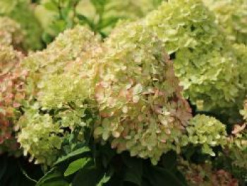 Zwerg-Rispenhortensie 'Mojito' ®, 20-30 cm, Hydrangea paniculata 'Mojito' ®, Containerware von Hydrangea paniculata 'Mojito' ®