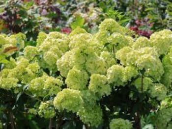 Rispenhortensie PETITE ® 'Cherry', Stamm 50-60 cm, Hydrangea paniculata PETITE ® 'Cherry', Stämmchen von Hydrangea paniculata PETITE ® 'Cherry'