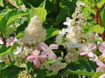 Rispenhortensie PETITE ® 'Lantern', Stamm 30-40 cm, Hydrangea paniculata PETITE ® 'Lantern', Stämmchen von Hydrangea paniculata PETITE ® 'Lantern'