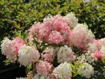 Rispenhortensie PROVEN WINNERS ® 'Pinkachu'®, 20-30 cm, Hydrangea paniculata PROVEN WINNERS ® 'Pinkachu'®, Containerware von Hydrangea paniculata PROVEN WINNERS ® 'Pinkachu'®