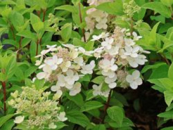 Rispenhortensie 'Panflora', 40-60 cm, Hydrangea paniculata 'Panflora', Containerware von Hydrangea paniculata 'Panflora'