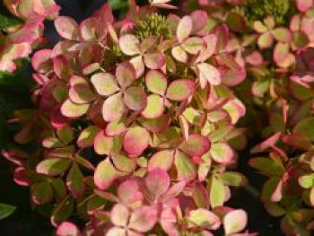 Rispenhortensie  'Pastelgreen', 30-40 cm, Hydrangea paniculata 'Pastelgreen', Containerware von Hydrangea paniculata 'Pastelgreen'