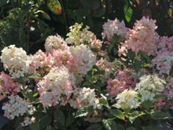 Rispenhortensie PETITE ® 'Star', 20-30 cm, Hydrangea paniculata PETITE ® 'Star', Containerware von Hydrangea paniculata PETITE ® 'Star'