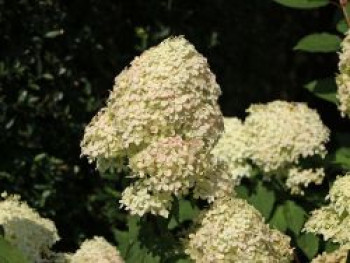 Rispenhortensie 'Phantom', 60-80 cm, Hydrangea paniculata 'Phantom', Containerware von Hydrangea paniculata 'Phantom'