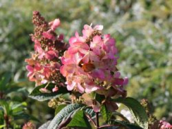 Rispenhortensie 'Pink Diamond', Hydrangea paniculata 'Pink Diamond', Containerware von Hydrangea paniculata 'Pink Diamond'