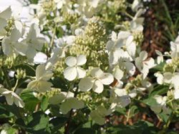 Rispenhortensie 'Pink Lady', 40-60 cm, Hydrangea paniculata 'Pink Lady', Containerware von Hydrangea paniculata 'Pink Lady'