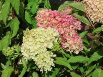Rispenhortensie 'Pinklight' ®, 30-40 cm, Hydrangea paniculata 'Pinklight' ®, Containerware von Hydrangea paniculata 'Pinklight' ®