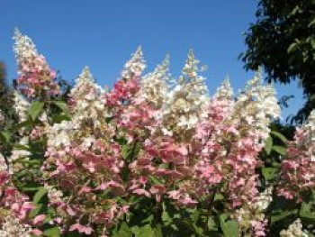 Rispenhortensie 'Pinky Winky', 30-40 cm, Hydrangea paniculata 'Pinky Winky', Containerware Rispenhortensie 'Pinky Winky', 30-40 cm, Hydrangea paniculata 'Pinky Winky', Containerware von Hydrangea paniculata 'Pinky Winky'