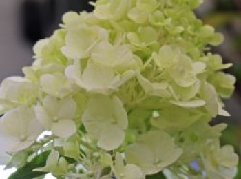 Rispenhortensie 'Polar Bear', Hydrangea paniculata 'Polar Bear', Containerware von Hydrangea paniculata 'Polar Bear'