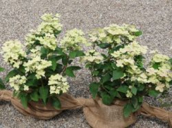Rispenhortensie 'Polestar' ®, Hydrangea paniculata 'Polestar' ®, Topfware von Hydrangea paniculata 'Polestar' ®