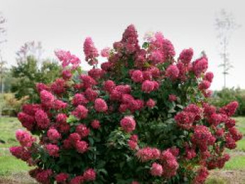 Rispenhortensie PROVEN WINNERS ® 'Fire Light', 20-30 cm, Hydrangea paniculata PROVEN WINNERS ® 'Fire Light', Containerware von Hydrangea paniculata PROVEN WINNERS ® 'Fire Light'