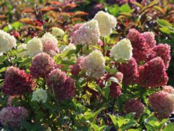 Rispenhortensie 'Redlight' ®, 20-40 cm, Hydrangea paniculata 'Redlight' ®, Containerware von Hydrangea paniculata 'Redlight' ®