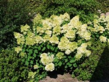 Rispenhortensie 'Silver Dollar', 40-60 cm, Hydrangea paniculata 'Silver Dollar', Containerware von Hydrangea paniculata 'Silver Dollar'
