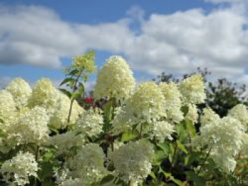 Rispenhortensie 'Skyfall' ®, Hydrangea paniculata 'Skyfall' ®, Containerware von Hydrangea paniculata 'Skyfall' ®