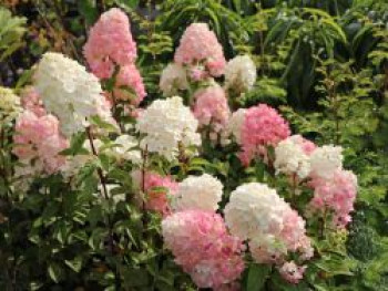 Rispenhortensie 'Sundae Fraise', Hydrangea paniculata 'Sundae Fraise', Topfware von Hydrangea paniculata 'Sundae Fraise'