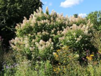 Rispenhortensie 'Tardiva', 80-100 cm, Hydrangea paniculata 'Tardiva', Containerware Rispenhortensie 'Tardiva', 80-100 cm, Hydrangea paniculata 'Tardiva', Containerware von Hydrangea paniculata 'Tardiva'