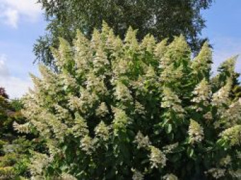 Rispenhortensie 'Unique', Hydrangea paniculata 'Unique', Topfware Rispenhortensie 'Unique', Hydrangea paniculata 'Unique', Topfware von Hydrangea paniculata 'Unique'