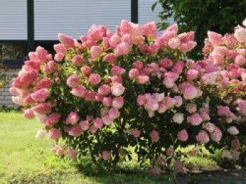 Rispenhortensie 'Vanille-Fraise', 40-60 cm, Hydrangea paniculata 'Vanille-Fraise', Containerware von Hydrangea paniculata 'Vanille-Fraise'