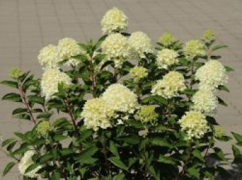 Rispenhortensie 'Whitelight' ®, Hydrangea paniculata 'Whitelight' ®, Containerware von Hydrangea paniculata 'Whitelight' ®