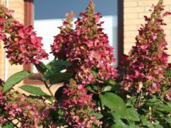 Rispenhortensie 'Wims Red', Hydrangea paniculata 'Wims Red', Topfware von Hydrangea paniculata 'Wims Red'