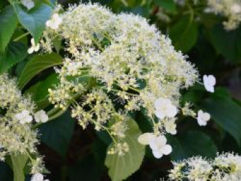 Kletterhortensie 'Flying Saucer', 40-60 cm, Hydrangea petiolaris 'Flying Saucer', Containerware von Hydrangea petiolaris 'Flying Saucer'