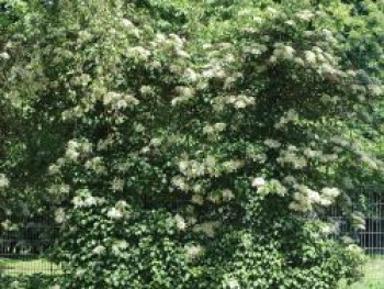 Kletterhortensie, Hydrangea petiolaris, Topfware von Hydrangea petiolaris