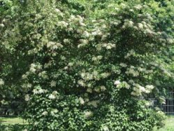 Kletterhortensie, Hydrangea anomala ssp.petiolaris, Topfware von Hydrangea anomala ssp.petiolaris