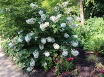 Eichenblättrige Hortensie / Eichenblatt-Hortensie 'Alice', 40-60 cm, Hydrangea quercifolia 'Alice', Containerware von Hydrangea quercifolia 'Alice'