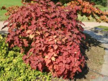 Eichenblättrige Hortensie / Eichenblatt-Hortensie 'Burgundy', 80-100 cm, Hydrangea quercifolia 'Burgundy', Containerware XXL von Hydrangea quercifolia 'Burgundy'