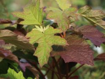 Eichenblättrige Hortensie / Eichenblatt-Hortensie 'Doughill' Gatsby ® Star, Hydrangea quercifolia 'Doughill' Gatsby ® Star, Containerware von Hydrangea quercifolia 'Doughill' Gatsby ® Star