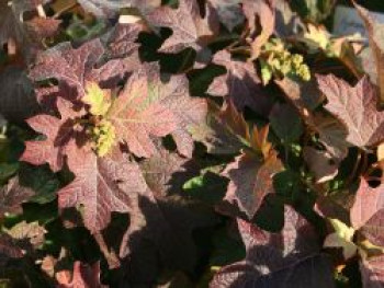 Eichenblättrige Hortensie / Eichenblatt-Hortensie 'Pee Wee', 40-60 cm, Hydrangea quercifolia 'Pee Wee', Containerware von Hydrangea quercifolia 'Pee Wee'