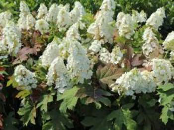Eichenblättrige Hortensie / Eichenblatt-Hortensie 'Ruby Slippers', Hydrangea quercifolia 'Ruby Slippers', Topfware Eichenblättrige Hortensie / Eichenblatt-Hortensie 'Ruby Slippers', Hydrangea quercifolia 'Ruby Slippers', Topfware von Hydrangea quercifolia 'Ruby Slippers'