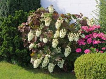 Eichenblättrige Hortensie / Eichenblatt-Hortensie 'Snowflake', 30-40 cm, Hydrangea quercifolia 'Snowflake', Containerware Eichenblättrige Hortensie / Eichenblatt-Hortensie 'Snowflake', 30-40 cm, Hydrangea quercifolia 'Snowflake', Containerware von Hydrangea quercifolia 'Snowflake'
