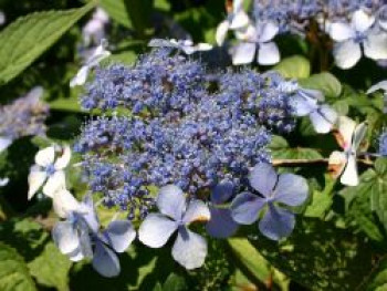 Kleinwüchsige Tellerhortensie 'Bluebird', 20-40 cm, Hydrangea serrata 'Bluebird', Containerware von Hydrangea serrata 'Bluebird'